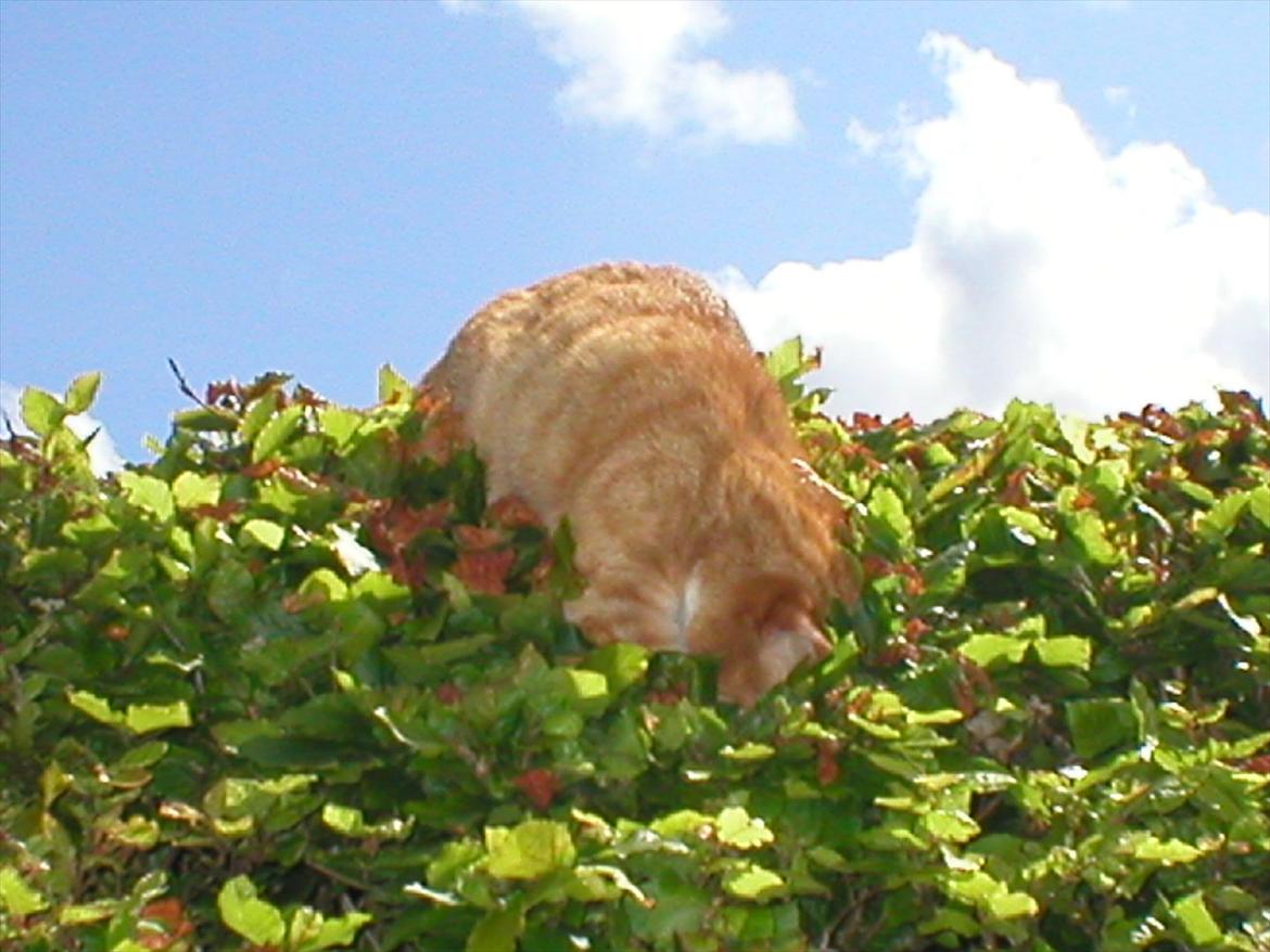 Huskat Tøsen billede 2