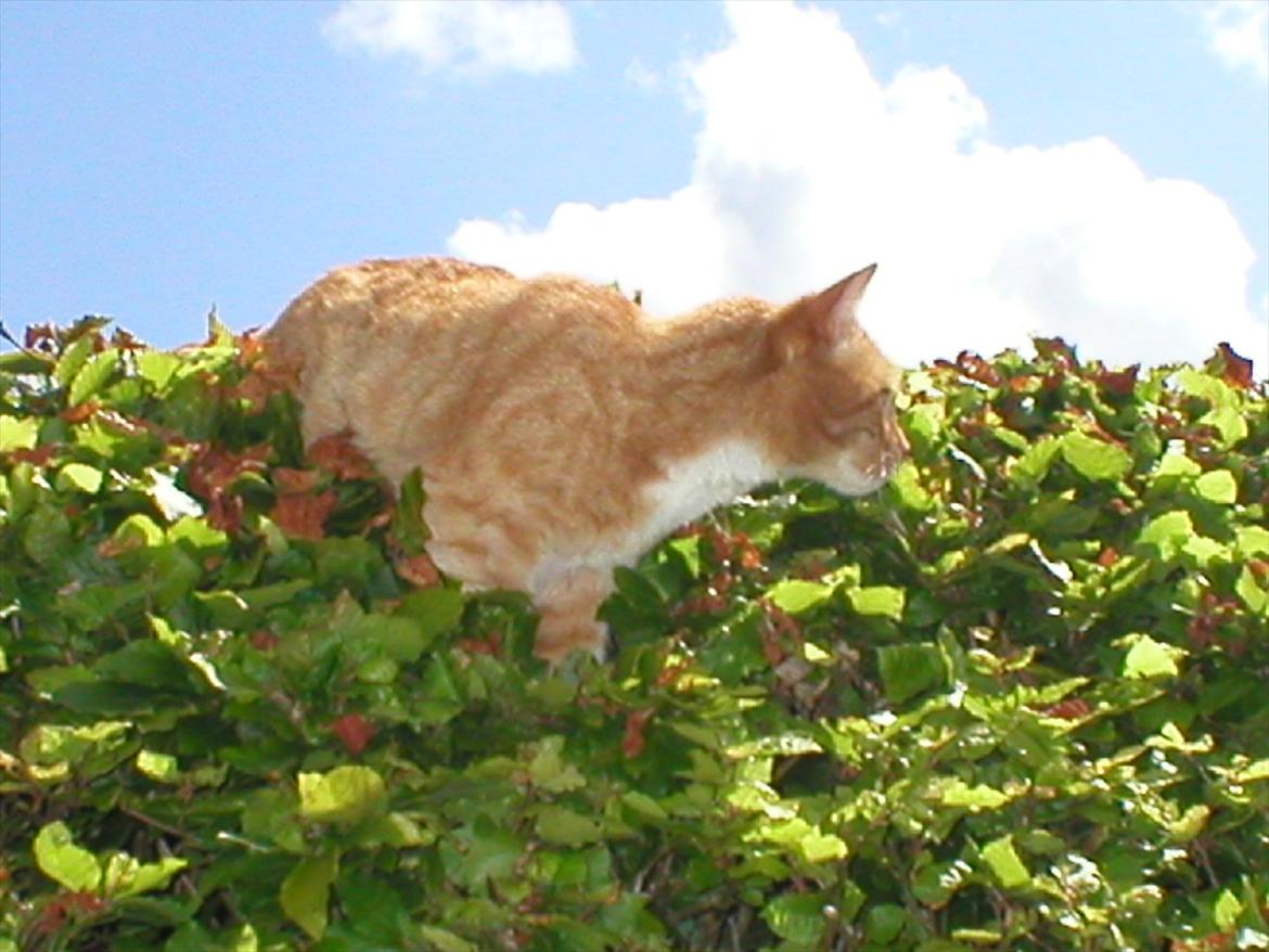 Huskat Tøsen billede 3