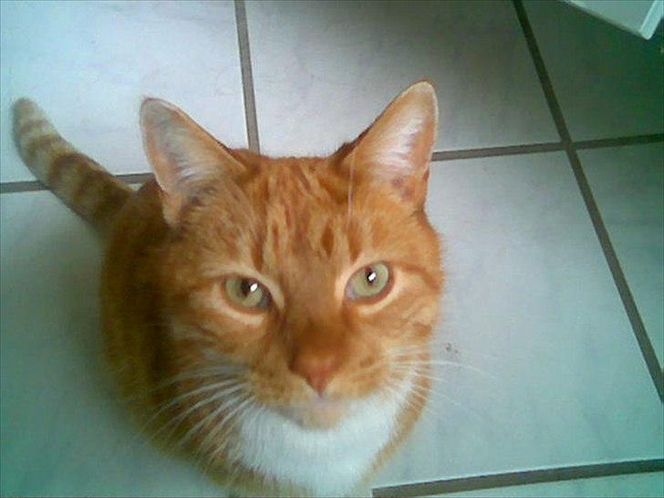 Huskat Tøsen billede 4