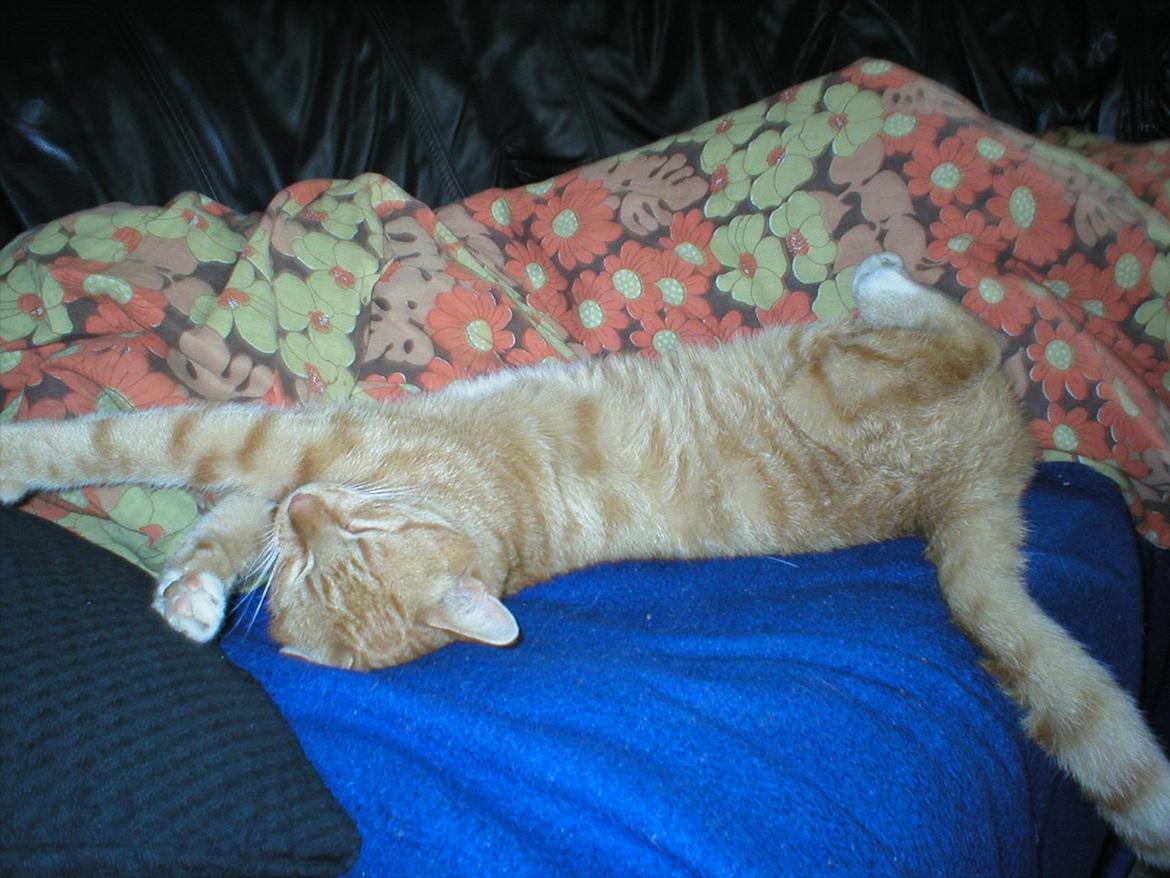 Huskat Tøsen billede 5