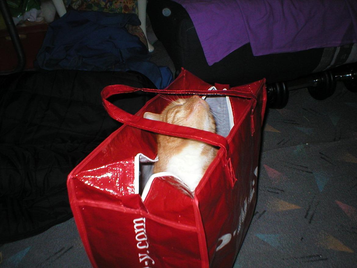 Huskat Tøsen billede 7