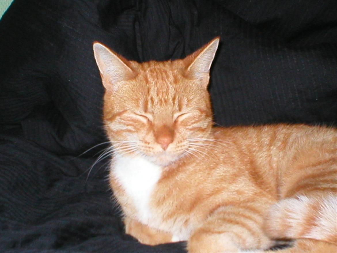 Huskat Tøsen billede 8