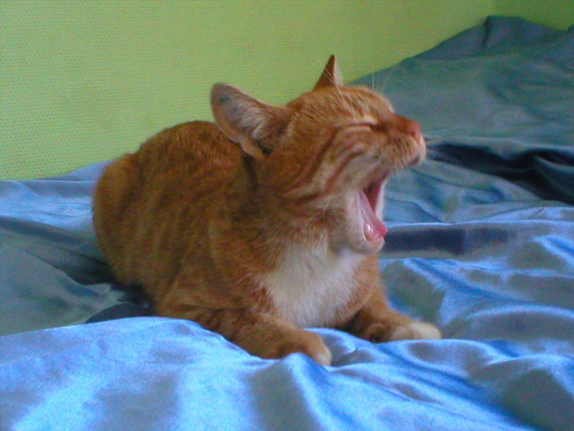 Huskat Tøsen billede 9