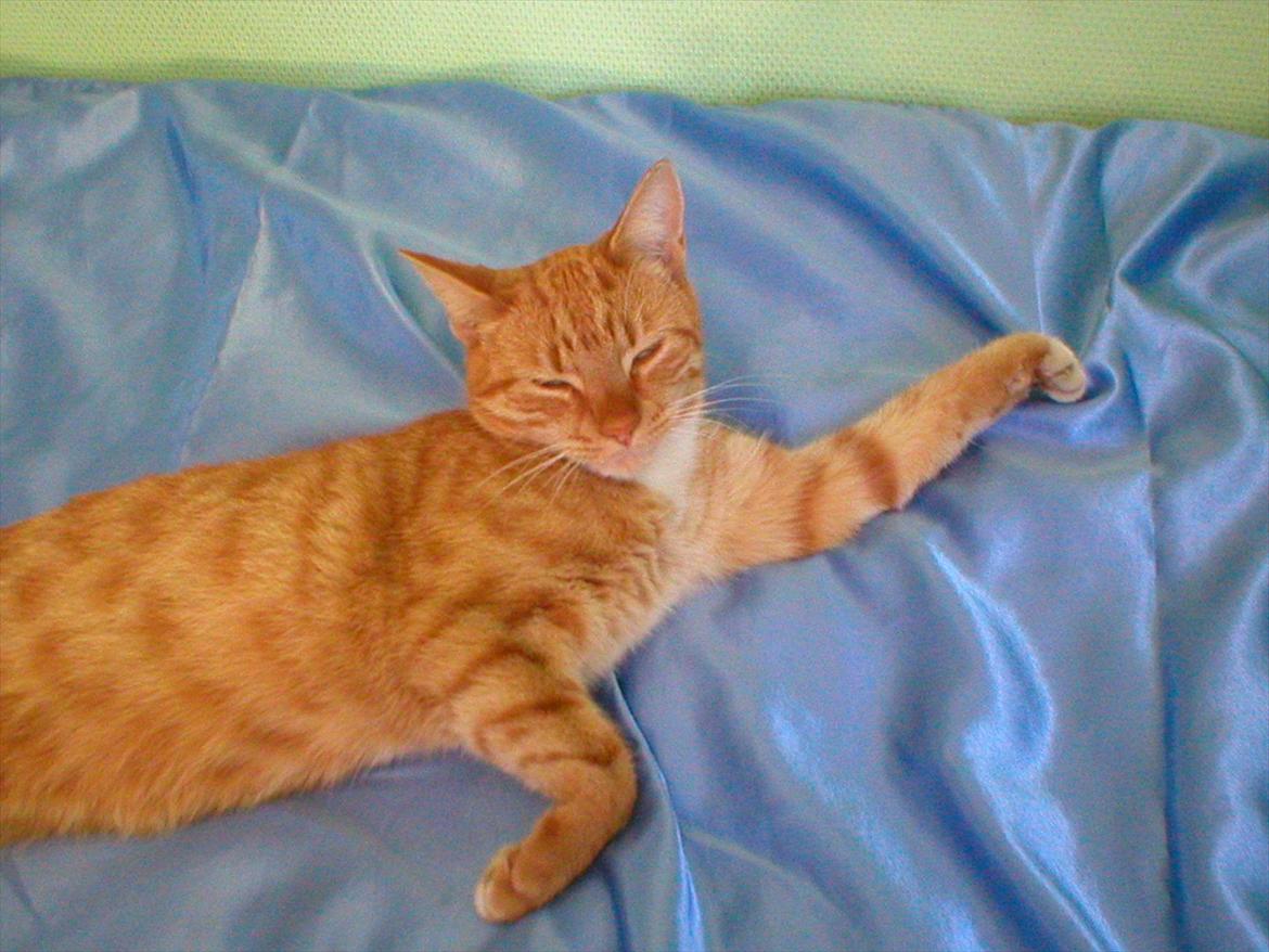 Huskat Tøsen billede 10