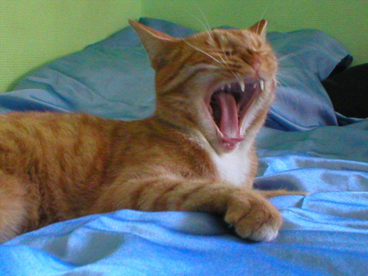 Huskat Tøsen billede 11