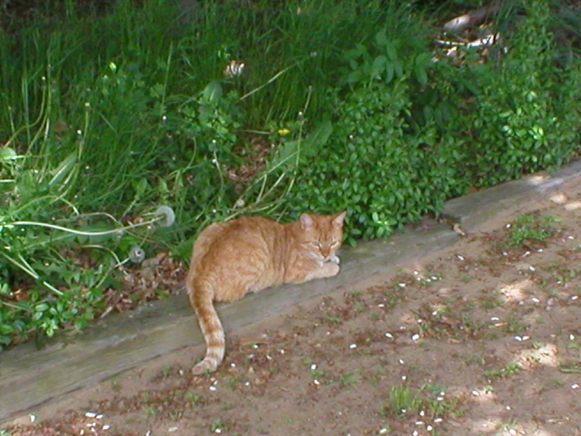 Huskat Tøsen billede 12