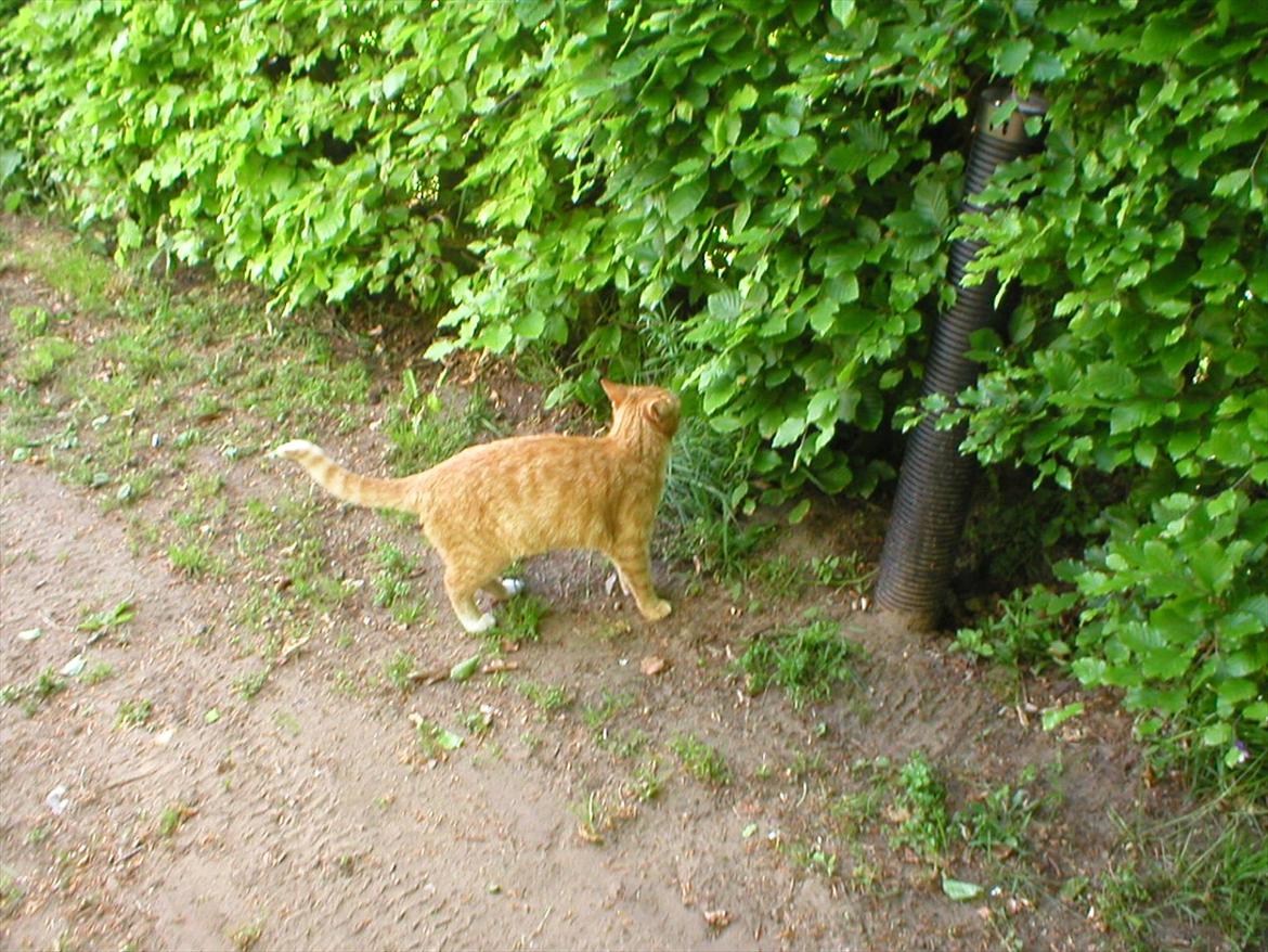 Huskat Tøsen billede 13