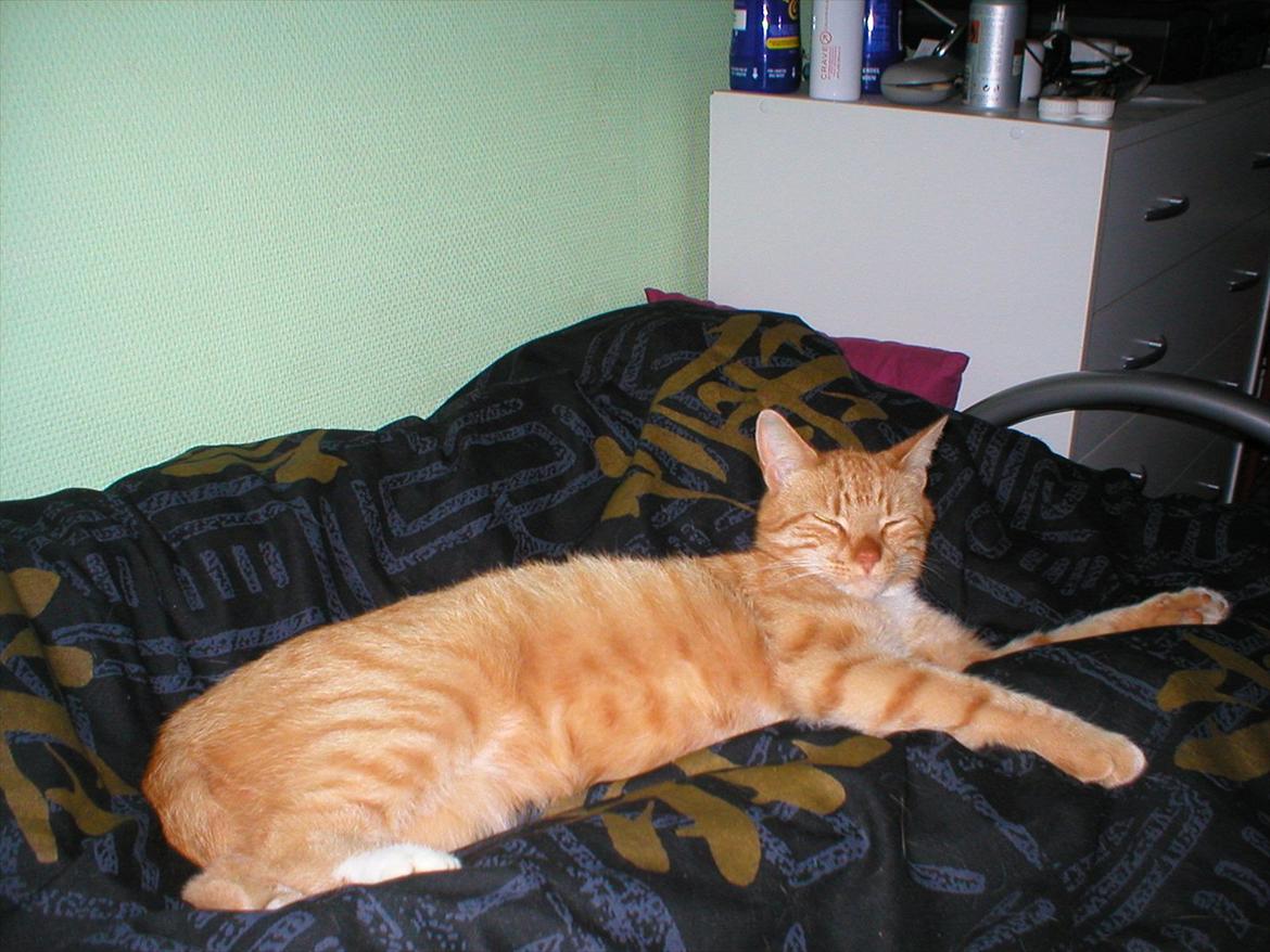 Huskat Tøsen billede 6