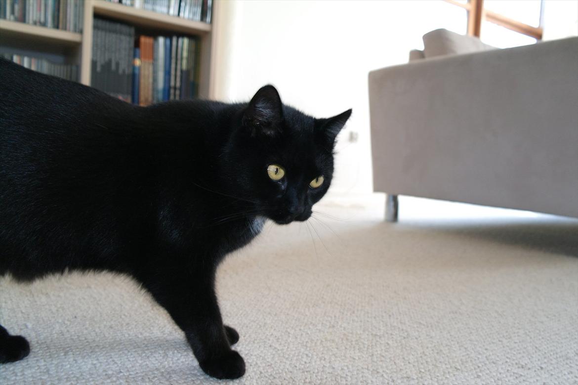 Huskat Magnus billede 9