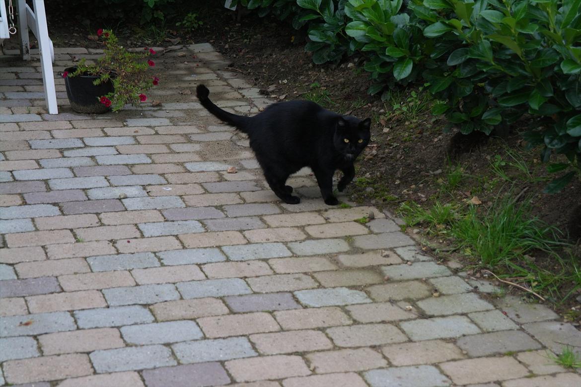 Huskat Magnus - Skal jeg gå derover? Orrggg.. Hun gør nok ikke noget :-D' billede 2