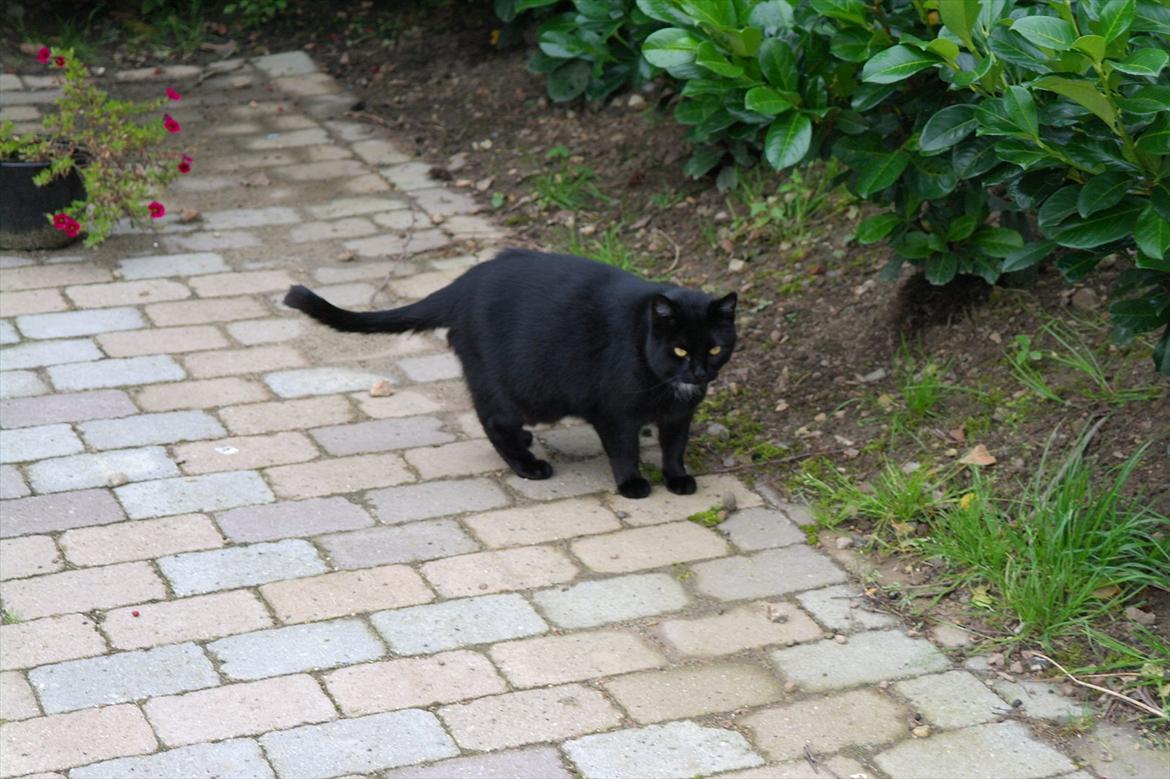 Huskat Magnus billede 17