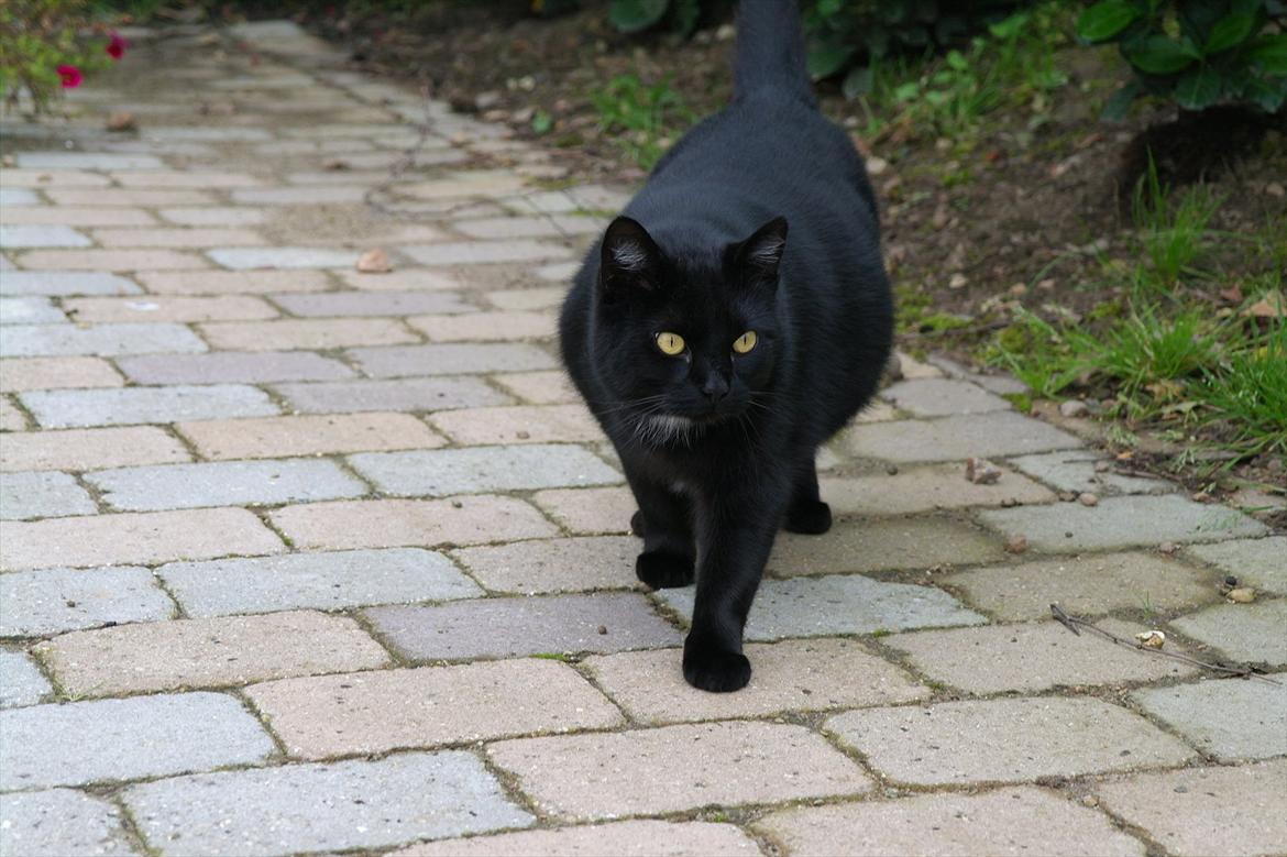 Huskat Magnus - han kommer lige så lydløst hen og siger hej :-) billede 1