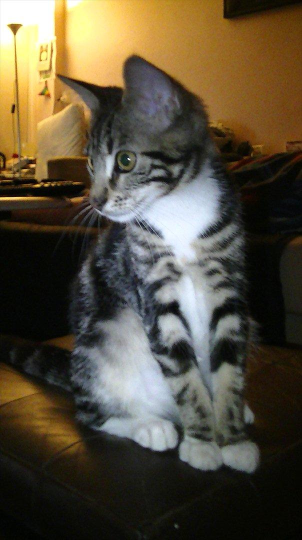 Huskat Mischa billede 3