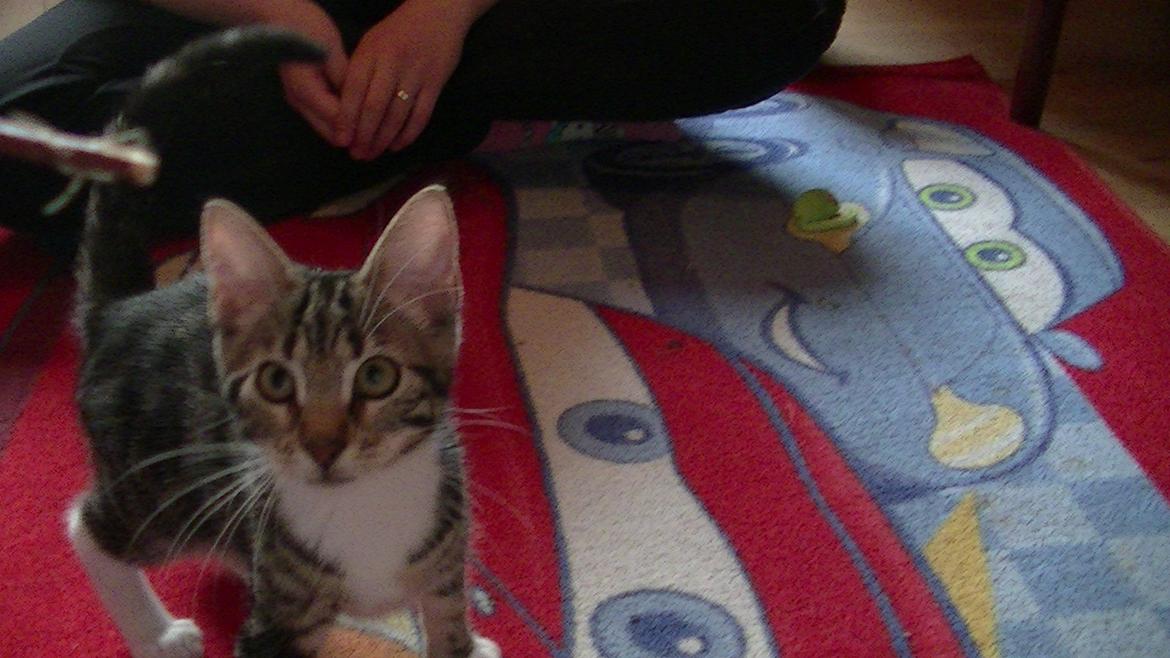 Huskat Mischa billede 4