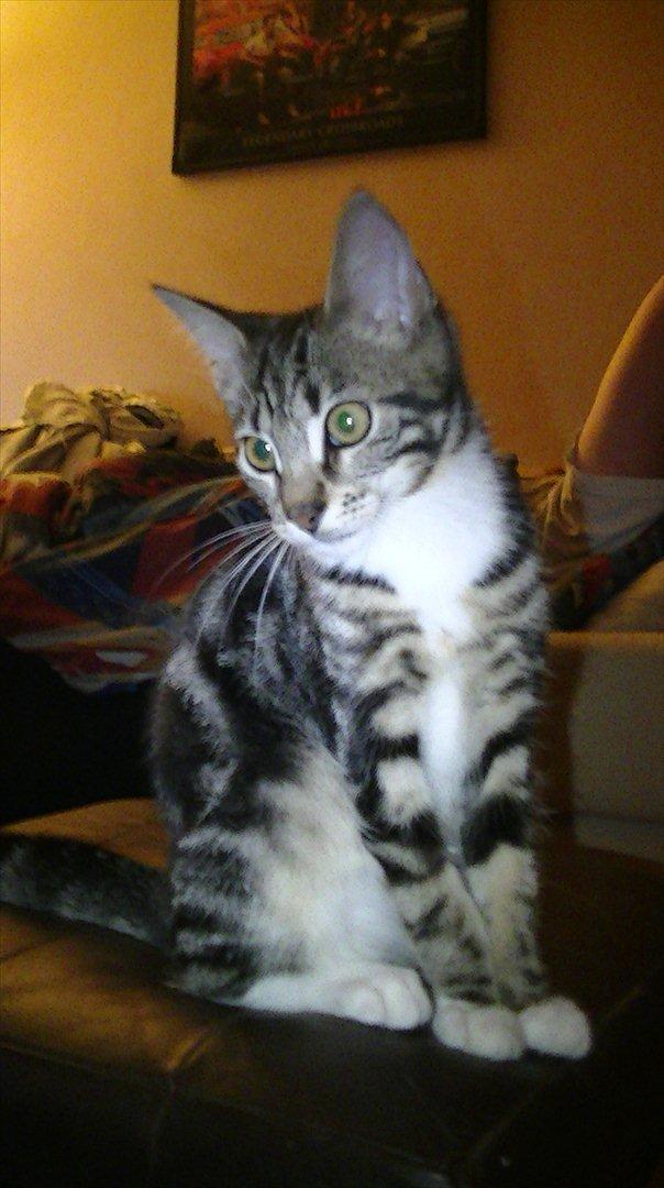 Huskat Mischa billede 5