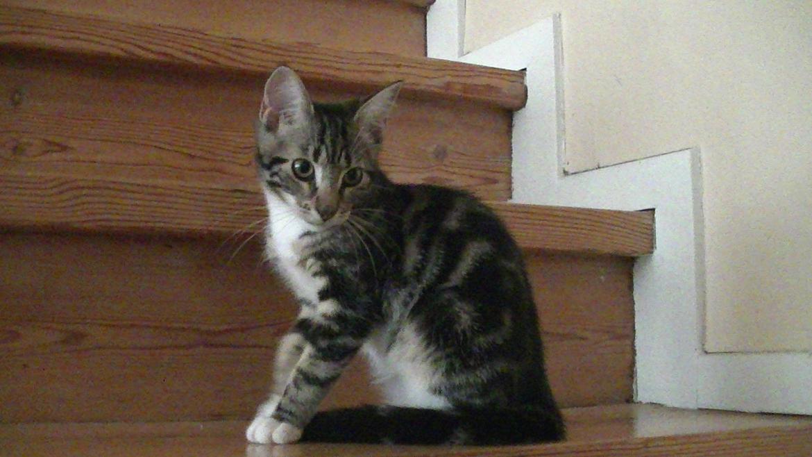 Huskat Mischa billede 6