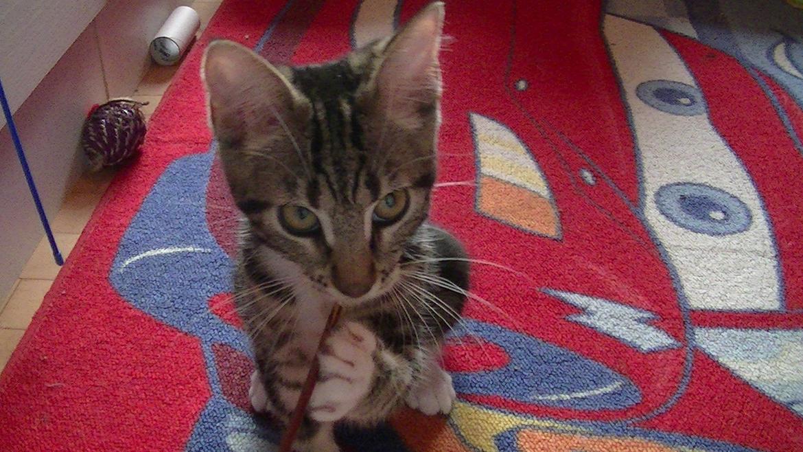 Huskat Mischa billede 2