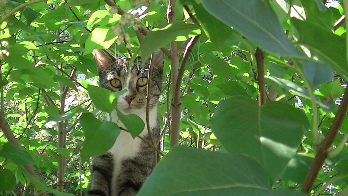 Huskat Sam billede 2