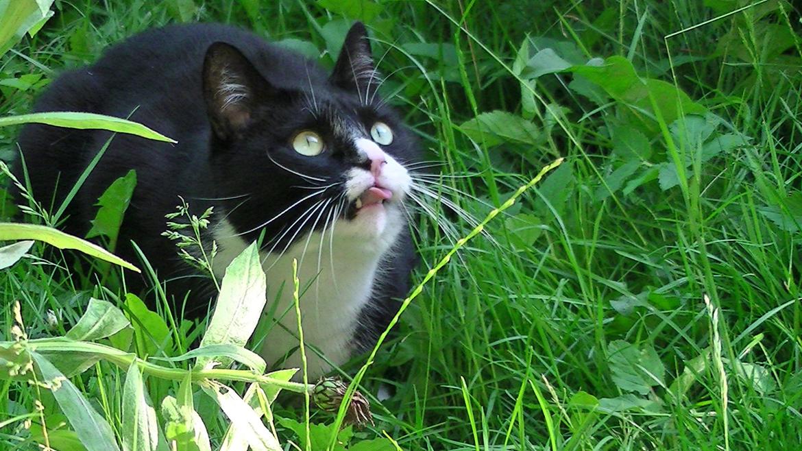 Huskat Emil billede 1