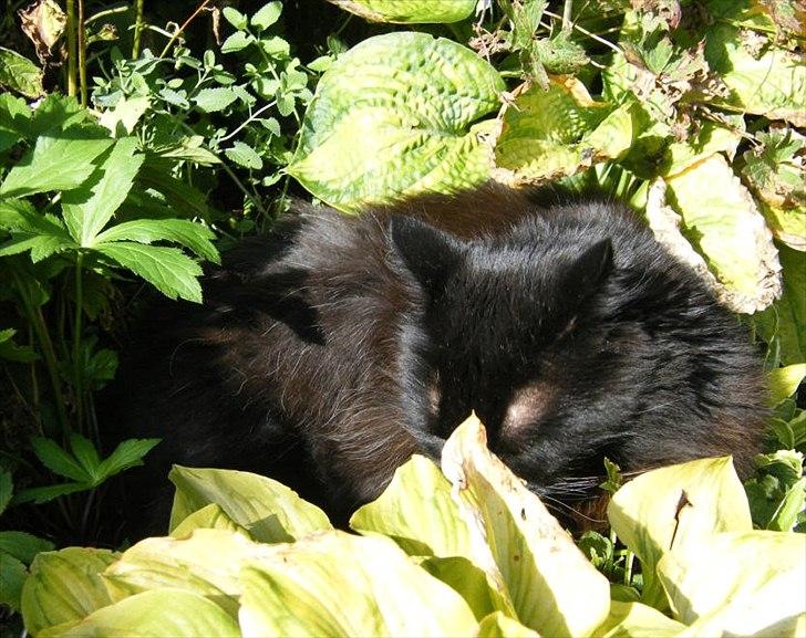 Blanding af racer Moody billede 16