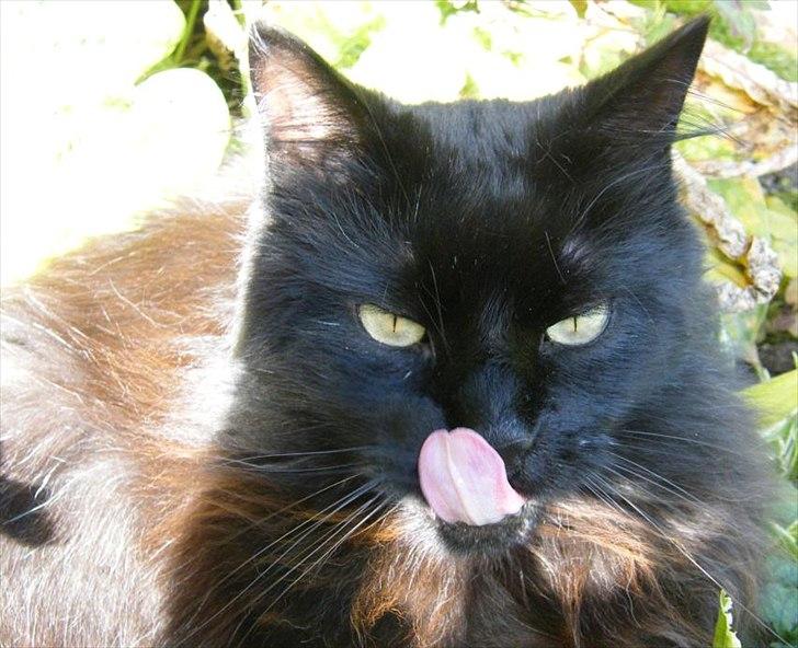 Blanding af racer Moody billede 17