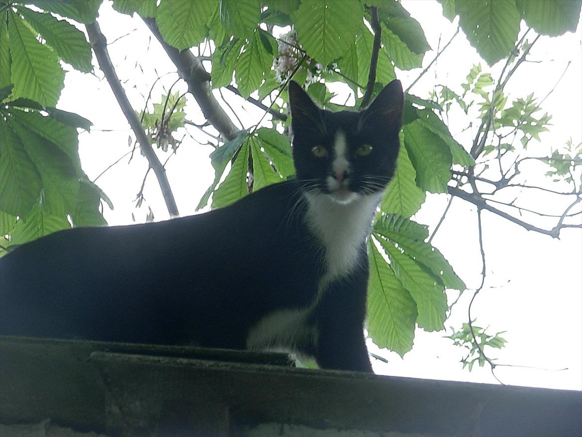 Huskat Nuzer<3 R.I.P.<3 - "You liked to explore the area" billede 5