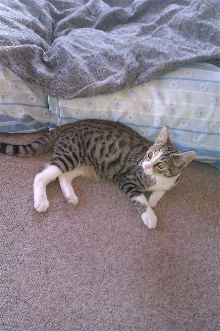 Blanding af racer Mio - Her ligger man sørme godt  billede 2