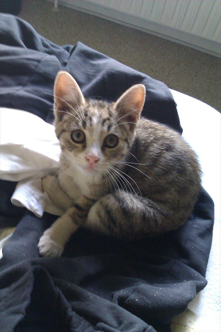 Blanding af racer Mio - Er jeg ikke smuk kat  billede 3