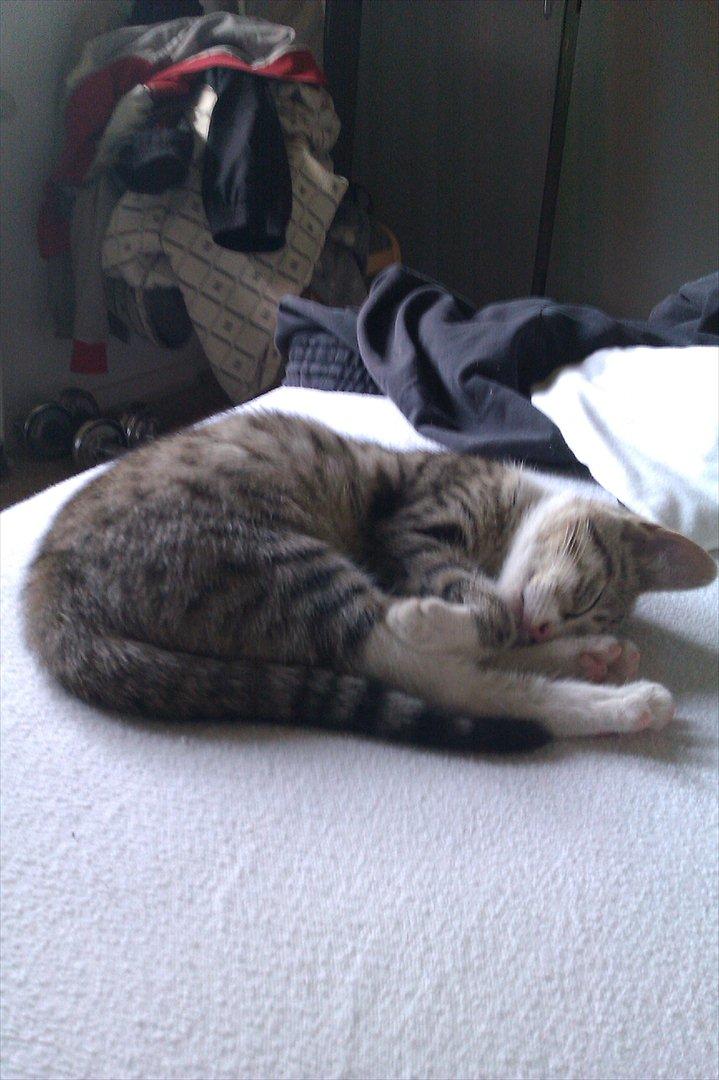 Blanding af racer Mio - pause billede 5