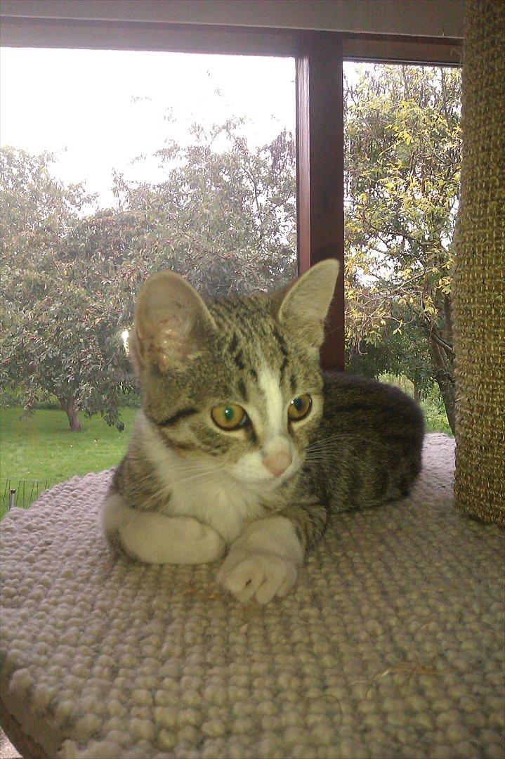 Blanding af racer Mio - Her har jeg lige lidt overblik billede 7