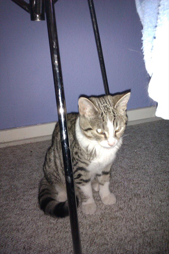 Blanding af racer Mio - Kigger mig lige lidt omkirng. Men min madmor er altså ikke særlig god til at tage billedet. Jeg er jo så smuk kat.  billede 8