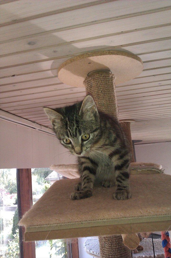 Huskat Bodil - Jeg er kommet højt til vejrs, det var sjovt at komme herop billede 10