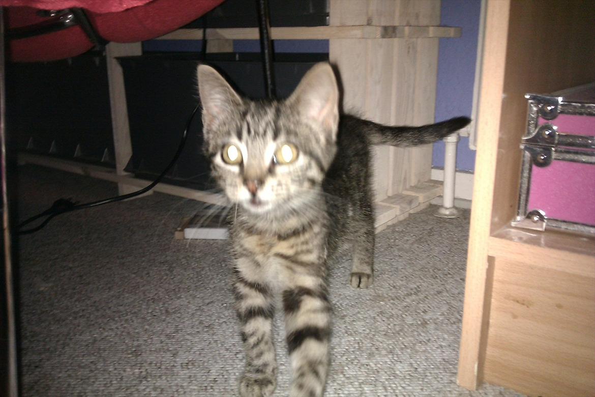 Huskat Bodil - Hej, her er jeg, klar til at tilbringe den næste tid her i mit nye hjem. Er jeg ikke dejlig  billede 11