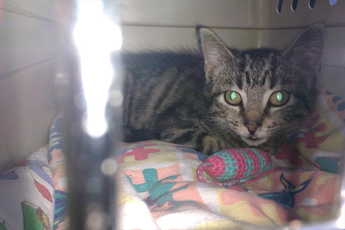 Huskat Bodil - Jeg er lidt skræmt af at være herninde i denne kasse. Må jeg ikke nok snart komme ud  billede 12