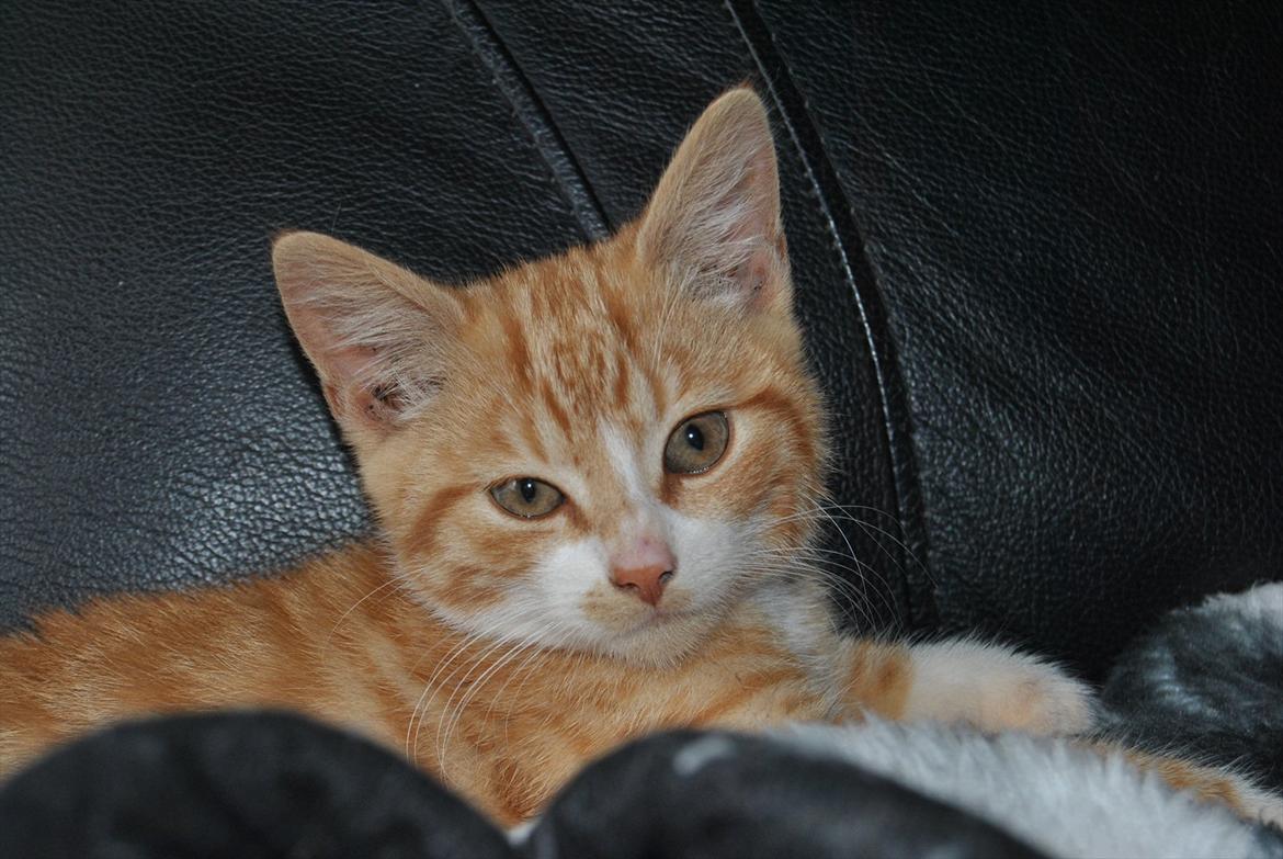 Huskat tigermis billede 11