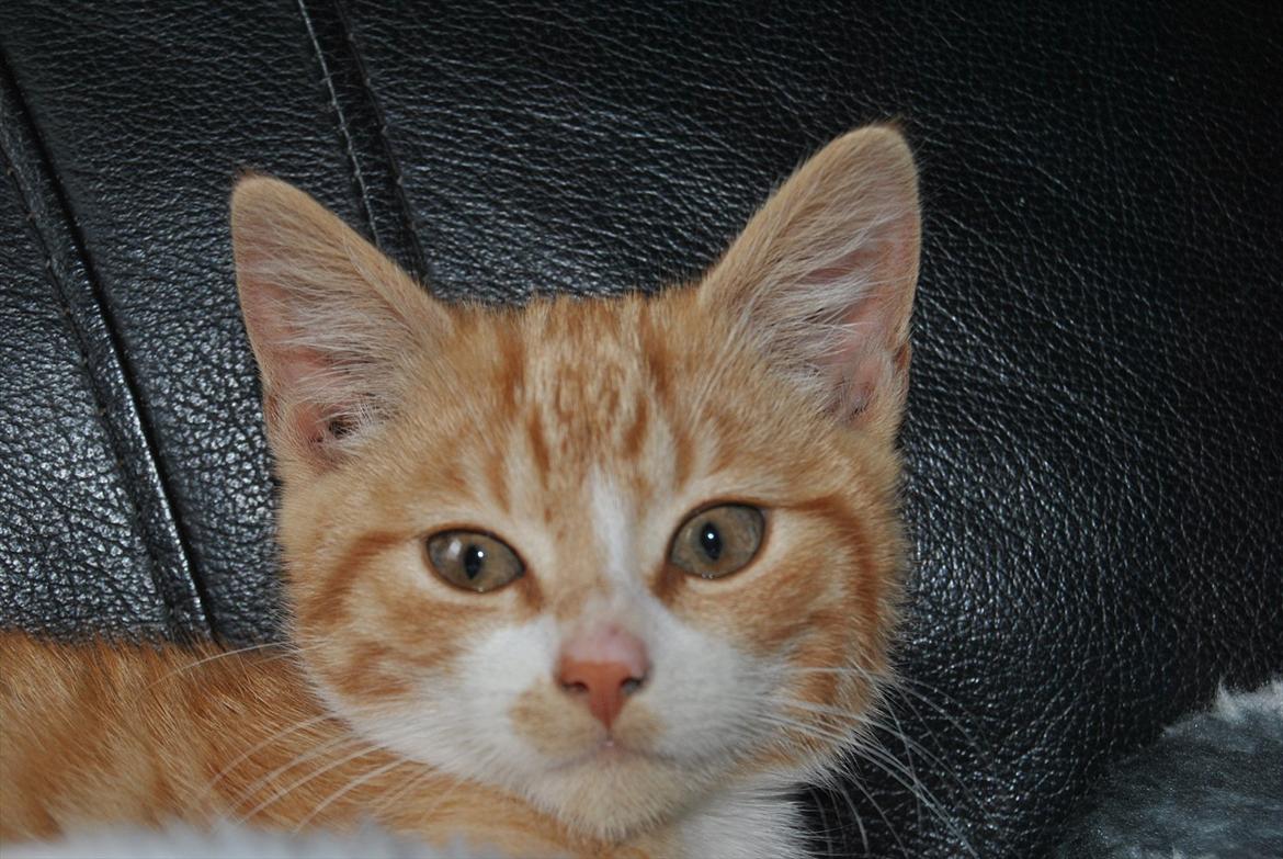 Huskat tigermis billede 12