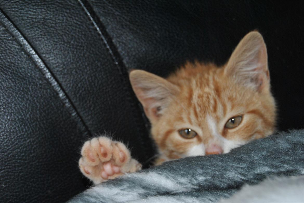 Huskat tigermis billede 13