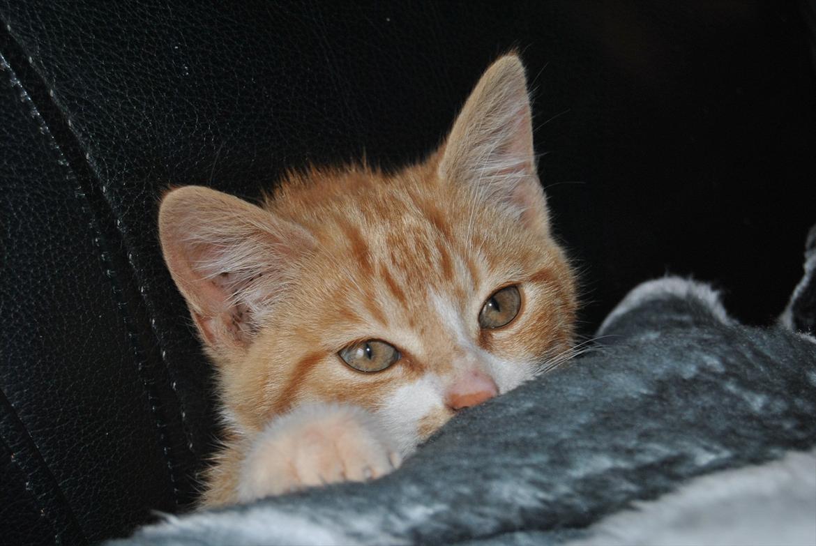 Huskat tigermis billede 14