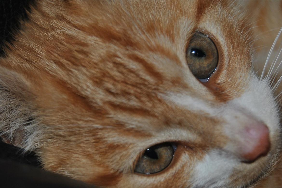 Huskat tigermis billede 15