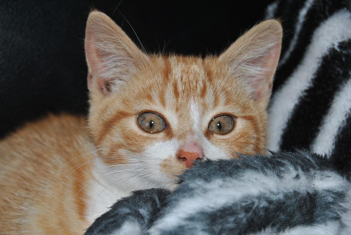 Huskat tigermis billede 16