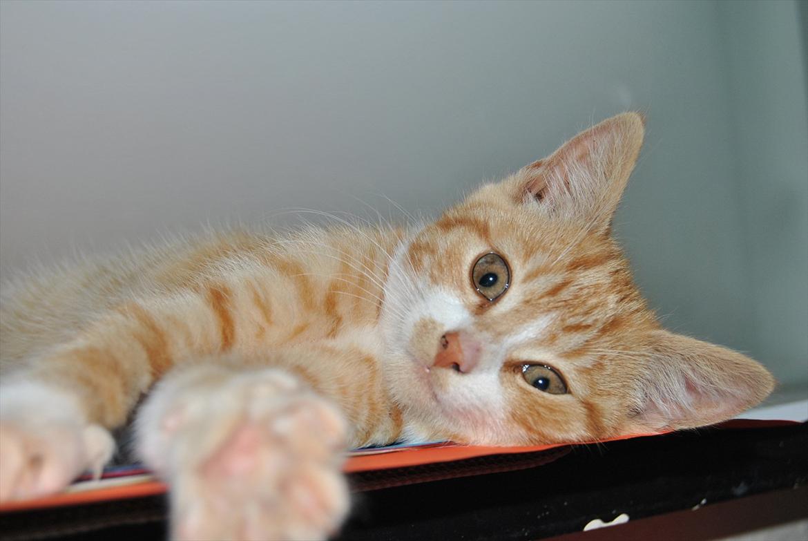 Huskat tigermis billede 17