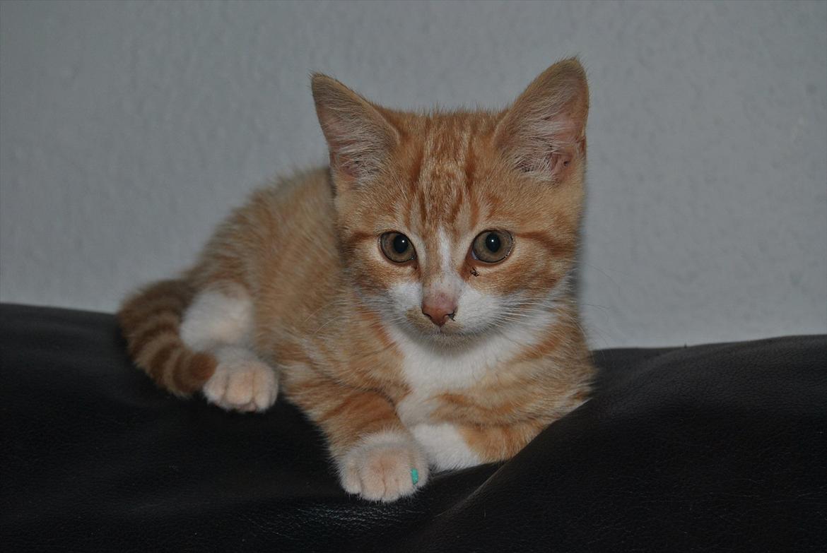 Huskat tigermis billede 18