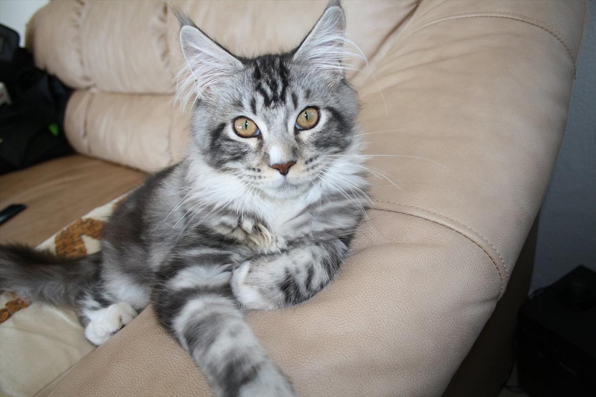 Maine Coon Bandit billede 5