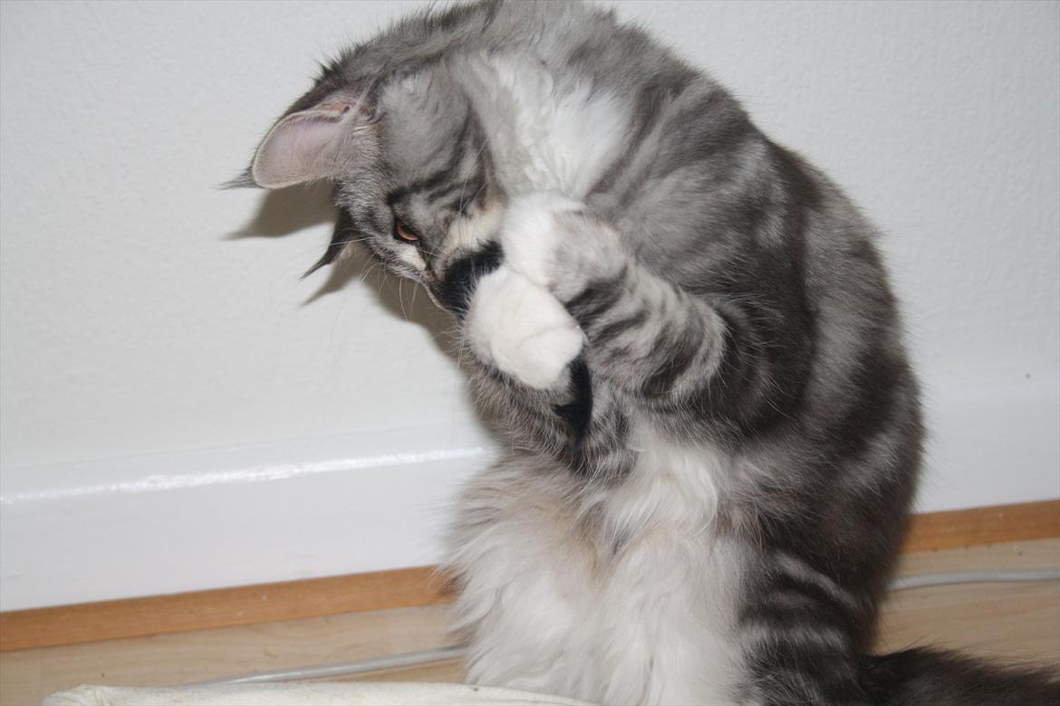 Maine Coon Bandit billede 6