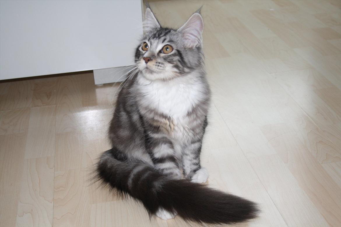 Maine Coon Bandit billede 7