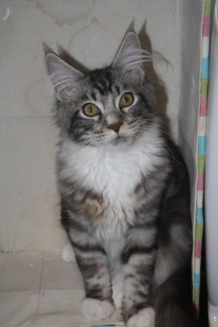 Maine Coon Bandit billede 8