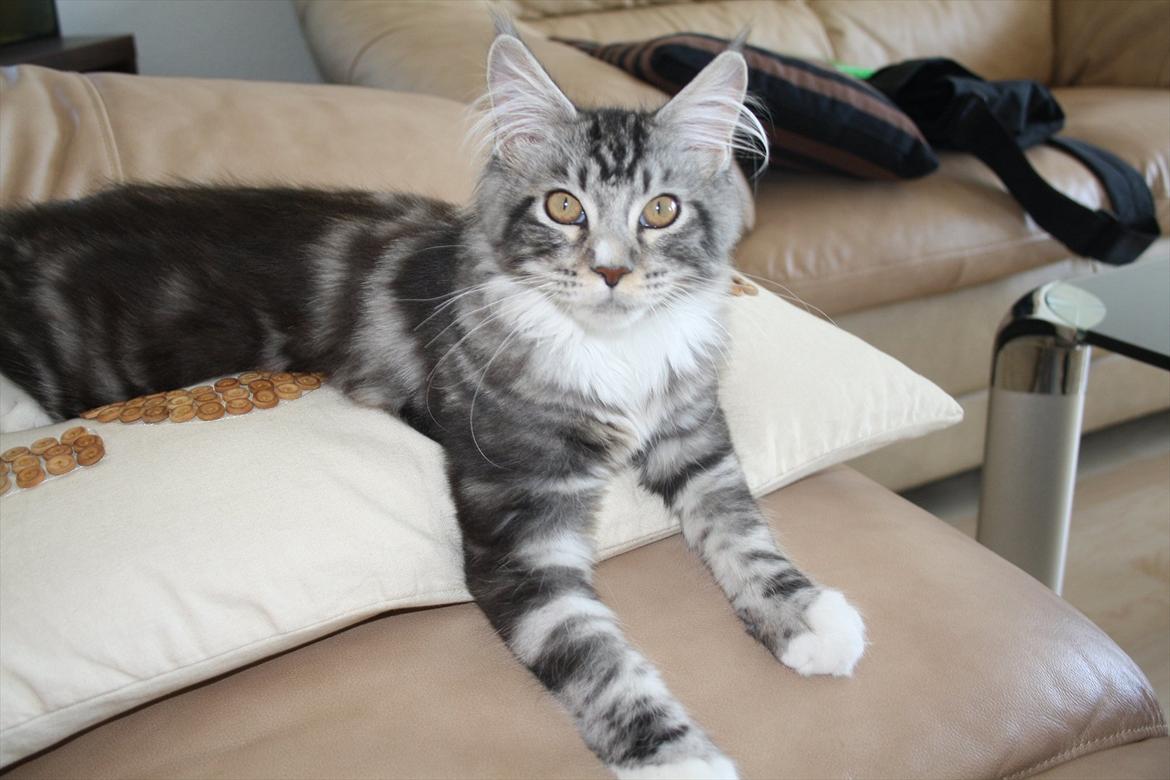 Maine Coon Bandit billede 9