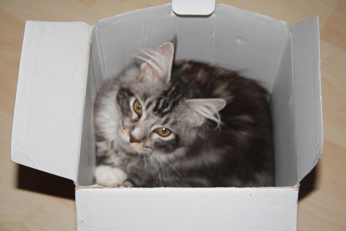 Maine Coon Bandit billede 10