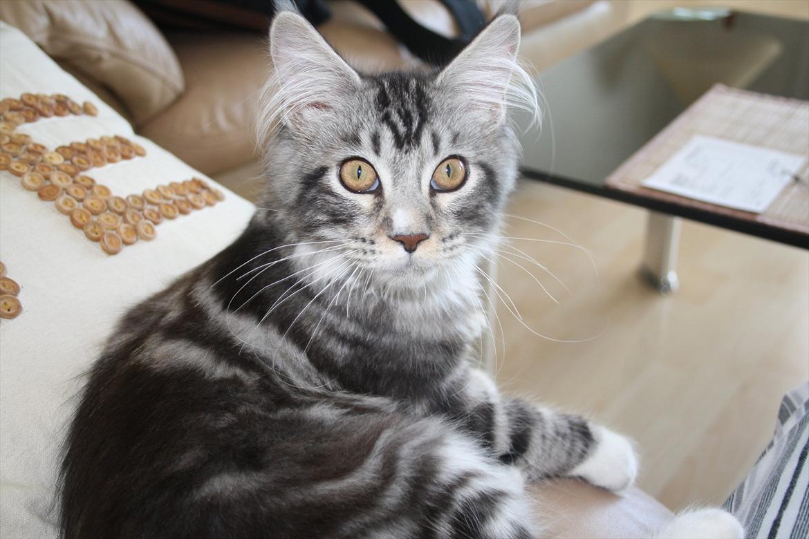 Maine Coon Bandit billede 11