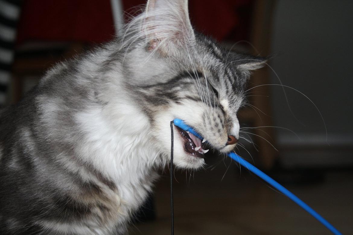 Maine Coon Bandit billede 12